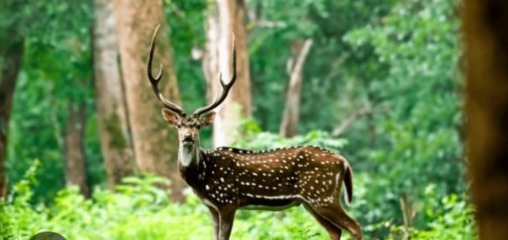 മാനിന്റെ ആക്രമണത്തിൽ വയോധികയ്ക്ക് ഗുരുതര പരിക്ക്