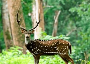 മാനിന്റെ ആക്രമണത്തിൽ വയോധികയ്ക്ക് ഗുരുതര പരിക്ക്