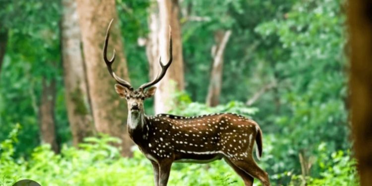 മാനിന്റെ ആക്രമണത്തിൽ വയോധികയ്ക്ക് ഗുരുതര പരിക്ക്