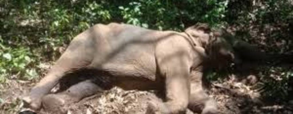 കാട്ടാനയെ ചരിഞ്ഞനിലയിൽ കണ്ടെത്തി