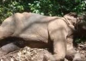 കാട്ടാനയെ ചരിഞ്ഞനിലയിൽ കണ്ടെത്തി