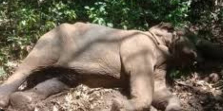 കാട്ടാനയെ ചരിഞ്ഞനിലയിൽ കണ്ടെത്തി