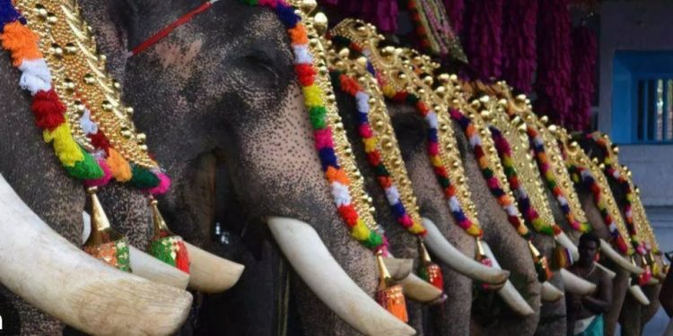 ഗജവീരന്മാർക്കായി ഒരു ദിനം, ലോക ഗജദിനം; പ്രാധാന്യവും ചരിത്രവും അറിയാം !