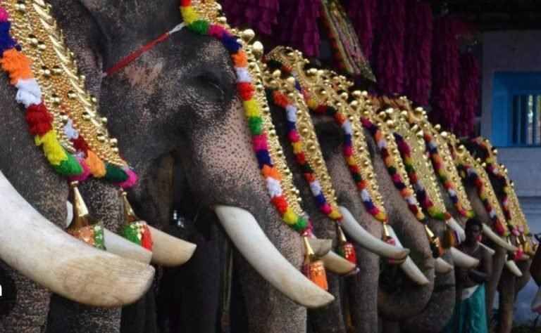 ഗജവീരന്മാർക്കായി ഒരു ദിനം, ലോക ഗജദിനം; പ്രാധാന്യവും ചരിത്രവും അറിയാം !
