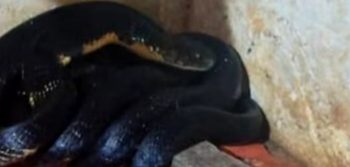 വീടിനുള്ളിൽ രാജവെമ്പാല; കണ്ടെത്തിയത് അടുക്കളയിലെ ബെര്‍ത്തിന്റെ താഴെ