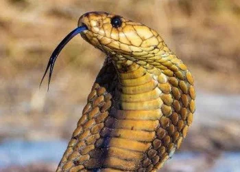 അധ്യാപകര്‍ ഇനി പാമ്പ് പിടിക്കും; പരിശീലനവുമായി വനം വകുപ്പ്