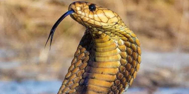 അധ്യാപകര്‍ ഇനി പാമ്പ് പിടിക്കും; പരിശീലനവുമായി വനം വകുപ്പ്