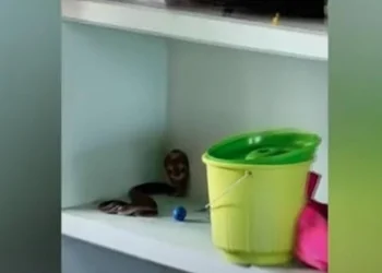 അങ്കണവാടിയില്‍ കളിപ്പാട്ടത്തിനരികെ മൂര്‍ഖന്‍ പാമ്പ്; കുട്ടികള്‍ രക്ഷപ്പെട്ടത് തലനാരിഴയ്ക്ക്