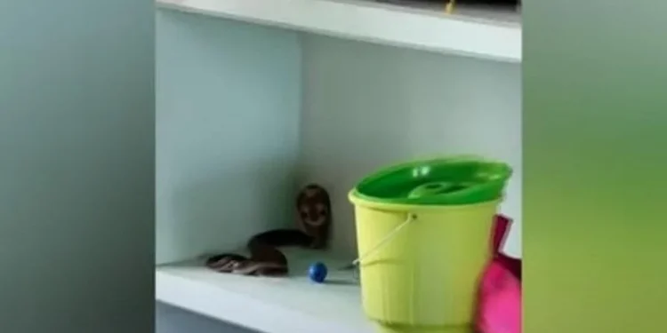 അങ്കണവാടിയില്‍ കളിപ്പാട്ടത്തിനരികെ മൂര്‍ഖന്‍ പാമ്പ്; കുട്ടികള്‍ രക്ഷപ്പെട്ടത് തലനാരിഴയ്ക്ക്