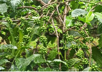 ഇ.യു .ഡി.ആർ: കാപ്പി കർഷകർക്ക് വിനയായി യൂറോപ്യൻ യൂണിയൻ നിബന്ധനകൾ : വിപണിയെ സാരമായി ബാധിച്ചേക്കും