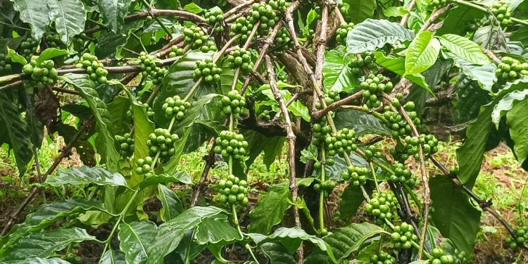 ഇ.യു .ഡി.ആർ: കാപ്പി കർഷകർക്ക് വിനയായി യൂറോപ്യൻ യൂണിയൻ നിബന്ധനകൾ : വിപണിയെ സാരമായി ബാധിച്ചേക്കും