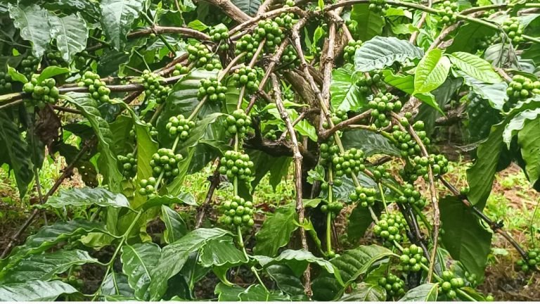 ഇ.യു .ഡി.ആർ: കാപ്പി കർഷകർക്ക് വിനയായി യൂറോപ്യൻ യൂണിയൻ നിബന്ധനകൾ : വിപണിയെ സാരമായി ബാധിച്ചേക്കും
