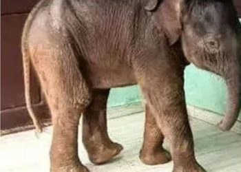 ചേകാടിയിലെ സ്‌കൂളിലെത്തിയ കുട്ടിയാന ചരിഞ്ഞു