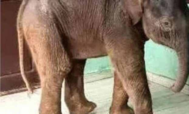 ചേകാടിയിലെ സ്കൂളിലെത്തിയ കുട്ടിയാന ചരിഞ്ഞു