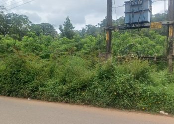 കാട് മൂടി പാണ്ടിക്കടവ് കണ്ടത്തുവയൽ റോഡ്; വിദ്യാർത്ഥികൾ അടക്കം യാത്ര ഭീതിയോടെ