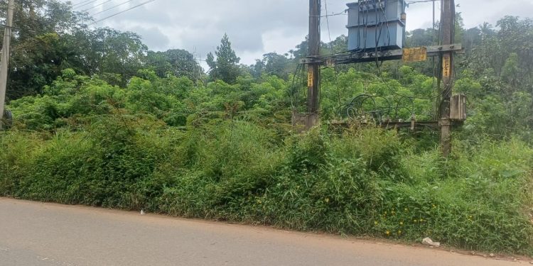 കാട് മൂടി പാണ്ടിക്കടവ് കണ്ടത്തുവയൽ റോഡ്; വിദ്യാർത്ഥികൾ അടക്കം യാത്ര ഭീതിയോടെ