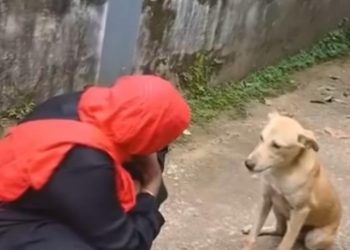 എല്ല് തൊണ്ടയിൽ കുടുങ്ങി; തെരുവുനായക്ക് രക്ഷയായി വീട്ടമ്മ