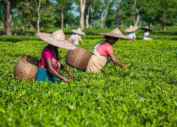 പാരിസൺസ് എസ്റ്റേറ്റിൽ 86 തൊഴിലാളികളെ സ്ഥിരപ്പെടുത്തി