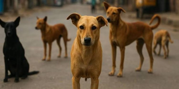 തെരുവുനായ ആക്രമണത്തില് രണ്ടുപേര്ക്ക് പരിക്ക്; പ്രതിരോധിക്കുന്നതിനിടെ നായ ചത്തു