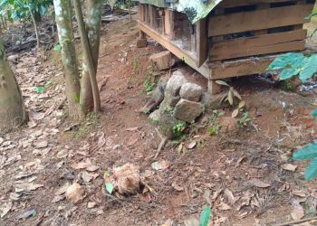 ചീരാൽ കൊഴുവണയിൽ വന്യമൃഗ ആക്രമണം