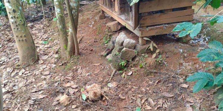 ചീരാൽ കൊഴുവണയിൽ വന്യമൃഗ ആക്രമണം