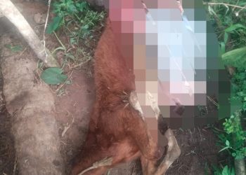 ചീരാൽ പുളിഞ്ചാലിൽ പുലിയുടെ അക്രമണം, പശുക്കുട്ടിയെ കൊന്നു തിന്നു