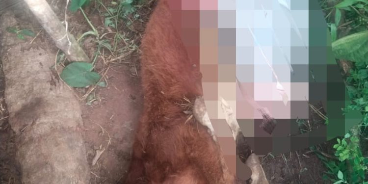 ചീരാൽ പുളിഞ്ചാലിൽ പുലിയുടെ അക്രമണം, പശുക്കുട്ടിയെ കൊന്നു തിന്നു