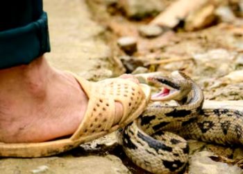 ചെരിപ്പിട്ട് കടയിൽ പോയി, തിരിച്ചെത്തി വിശ്രമിച്ചു; പിന്നെ ഉണർന്നില്ല, ചെരിപ്പിനു സമീപം പാമ്പു ചത്ത നിലയിൽ