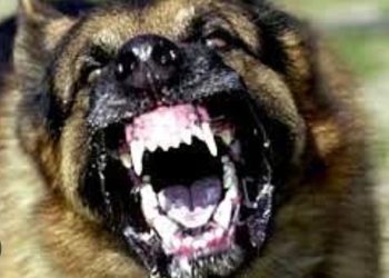 സ്‌കൂള്‍ കോമ്പൗണ്ടിനുള്ളില്‍  പ്രസവിച്ചു കിടന്ന തെരുവ് നായ വിദ്യാര്‍ത്ഥിയെ കടിച്ചു