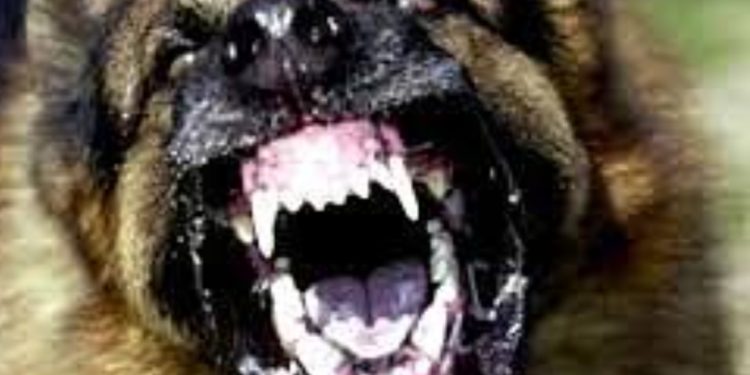 സ്‌കൂള്‍ കോമ്പൗണ്ടിനുള്ളില്‍  പ്രസവിച്ചു കിടന്ന തെരുവ് നായ വിദ്യാര്‍ത്ഥിയെ കടിച്ചു