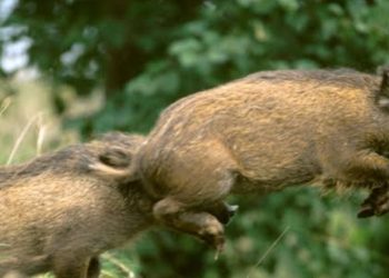 അക്രമകാരികളായ മൃഗങ്ങളെ കൊല്ലാന്‍ അനുമതി