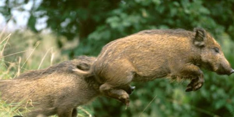 അക്രമകാരികളായ മൃഗങ്ങളെ കൊല്ലാന് അനുമതി