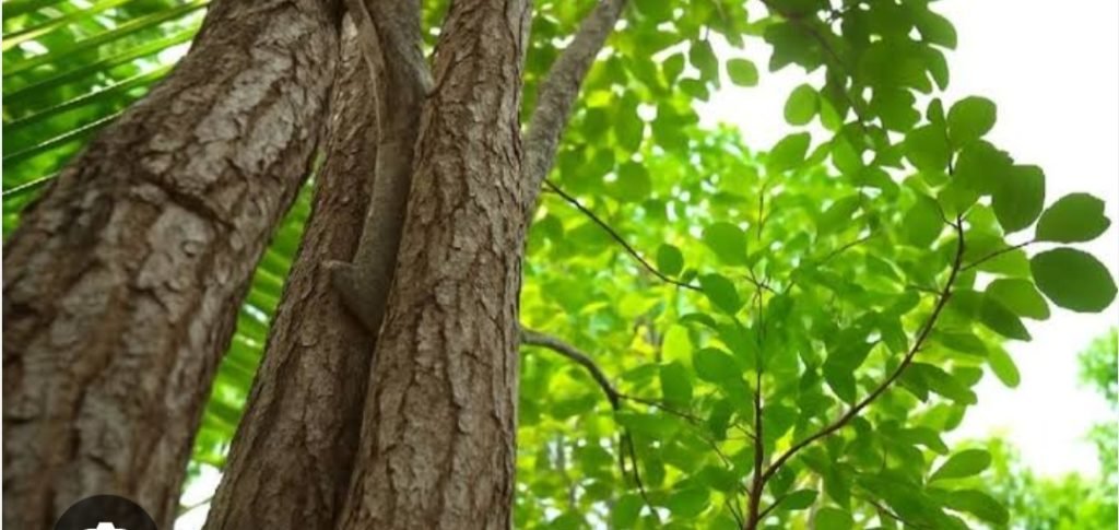 സ്വകാര്യ ഭൂമിയിലെ ചന്ദന മരം മുറിക്കാൻ അനുമതി