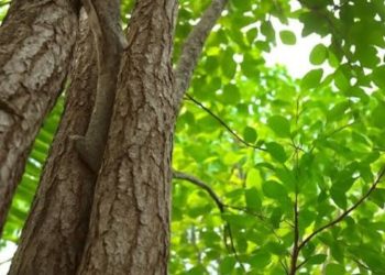 സ്വകാര്യ ഭൂമിയിലെ ചന്ദന മരം മുറിക്കാൻ അനുമതി