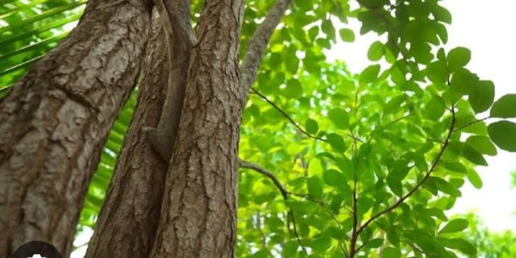 സ്വകാര്യ ഭൂമിയിലെ ചന്ദന മരം മുറിക്കാൻ അനുമതി