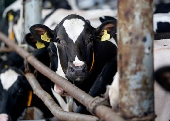 സമഗ്ര ഫാം സഹായ പദ്ധതിയിലേക്ക് അപേക്ഷിക്കാം