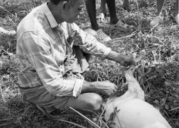 പുലി ആടിനെ കൊന്നുതിന്നു