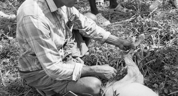 പുലി ആടിനെ കൊന്നുതിന്നു