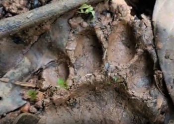 ചീരാലിൽ വീണ്ടും പുലി