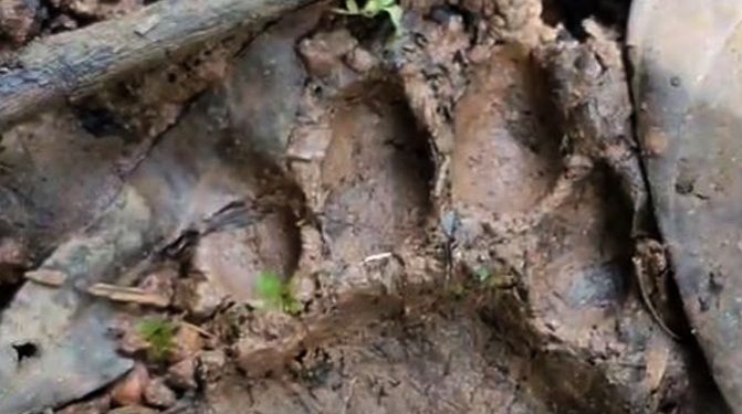 ചീരാലിൽ വീണ്ടും പുലി