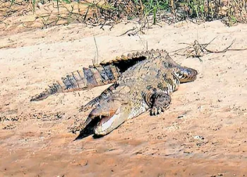 മഴയ്ക്ക് ശേഷം വെള്ളം താഴ്ന്നപ്പോൾ പുഴയിൽ നിറയെ മുതലകളും ചീങ്കണ്ണികളും:സംഭവം പനമരത്ത്