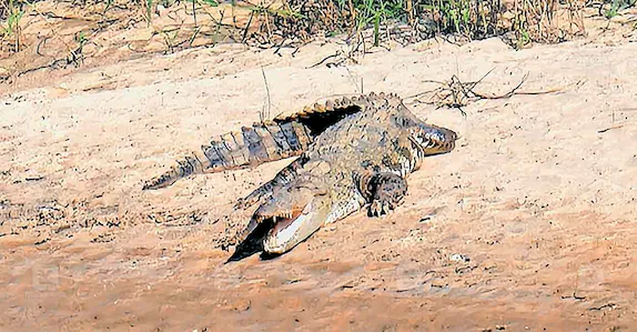 മഴയ്ക്ക് ശേഷം വെള്ളം താഴ്ന്നപ്പോൾ പുഴയിൽ നിറയെ മുതലകളും ചീങ്കണ്ണികളും:സംഭവം പനമരത്ത്