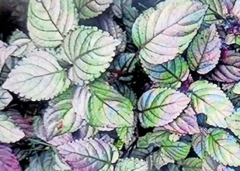 മുറിവുണക്കുന്ന ‘മുറികൂടിപ്പച്ച’യുടെ രഹസ്യം കണ്ടെത്തി ഗവേഷകർ