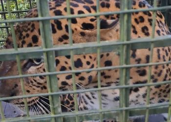 കൂട്ടിൽ കുടുങ്ങി പുള്ളിപുലി