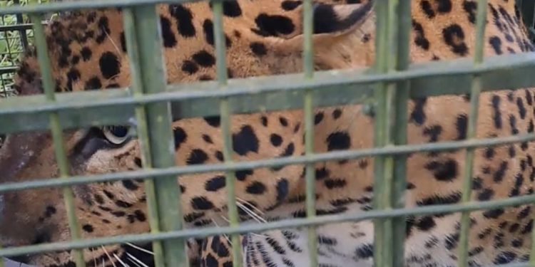 കൂട്ടിൽ കുടുങ്ങി പുള്ളിപുലി