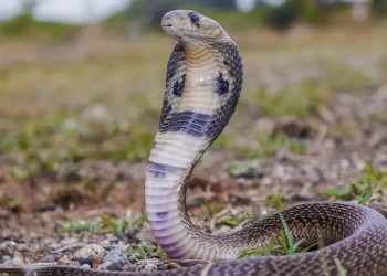 പാമ്പുകടിയേൽക്കാൻ സാധ്യത കൂടുതൽ ഈ മാസങ്ങളിൽ; അതീവ ജാഗ്രത വേണമെന്ന് അധികൃതർ