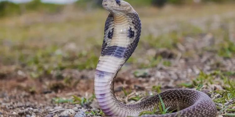 പാമ്പുകടിയേൽക്കാൻ സാധ്യത കൂടുതൽ ഈ മാസങ്ങളിൽ; അതീവ ജാഗ്രത വേണമെന്ന് അധികൃതർ