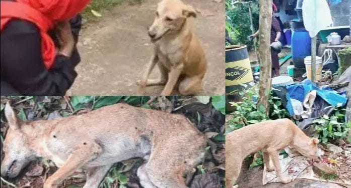 തൊണ്ടയിൽ എല്ലു കുടുങ്ങിയപ്പോൾ വീട്ടമ്മ രക്ഷിച്ച നായ ചത്ത നിലയിൽ
