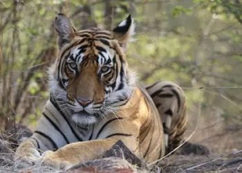 ബൈക്ക് യാത്രികർക്ക് നേരെ കടുവ പാഞ്ഞടുത്തു