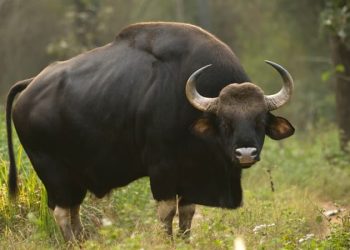 ജനവാസ മേഖലയിൽ കാട്ടുപോത്തിൻ കൂട്ടം ഇറങ്ങി